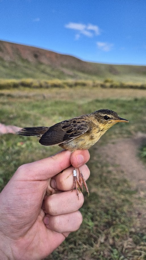 シベリアセンニュウ - ML644023451