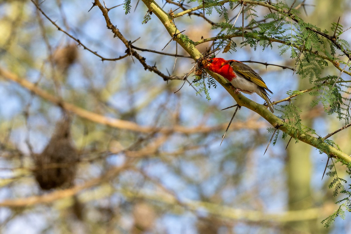 Red-headed Weaver - ML644023458