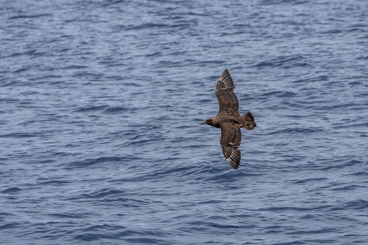 Brown Skua (Subantarctic) - ML644023473