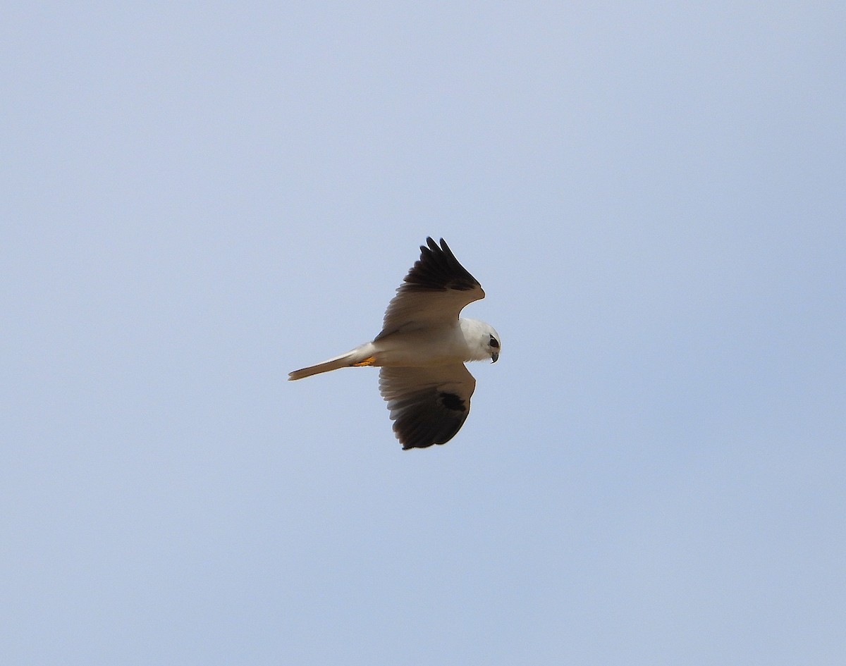 Black-shouldered Kite - ML644023474