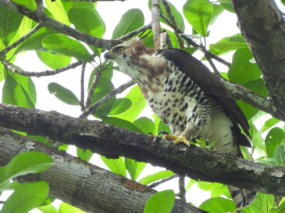 Ornate Hawk-Eagle - ML644023496