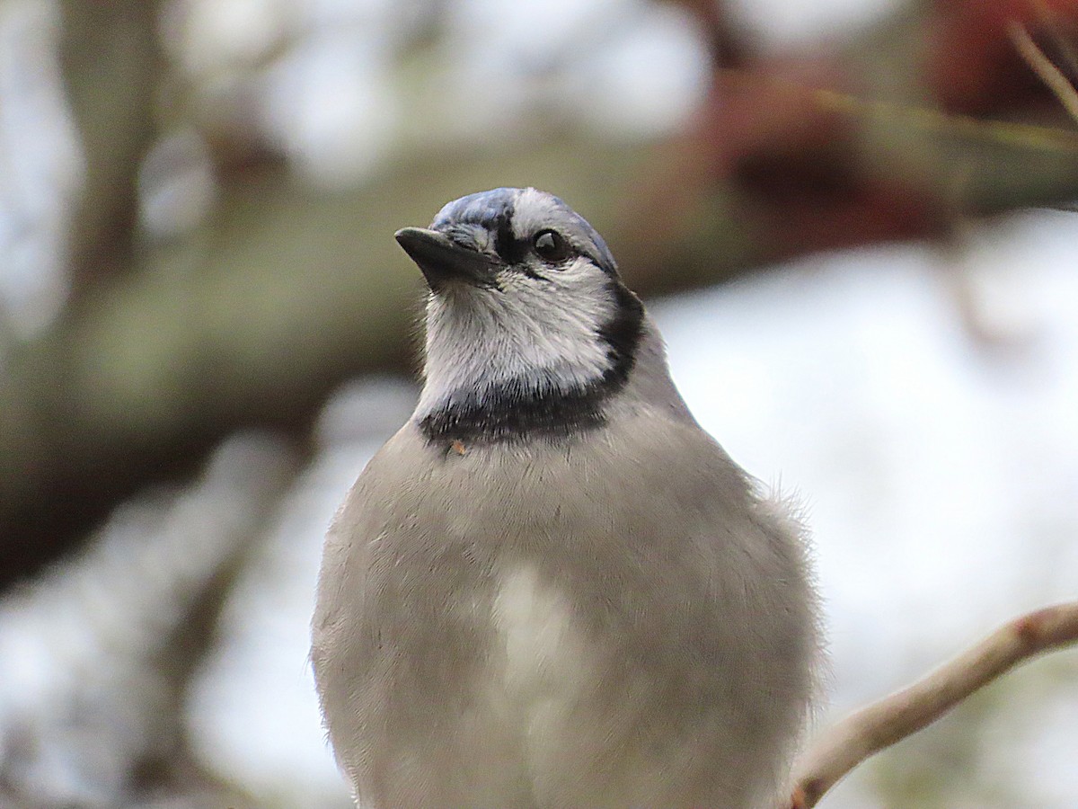 Blue Jay - ML644023507