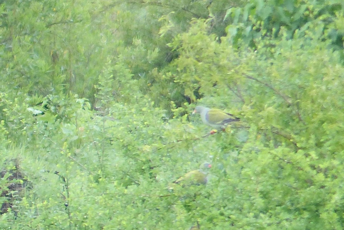 African Green-Pigeon - ML644023512