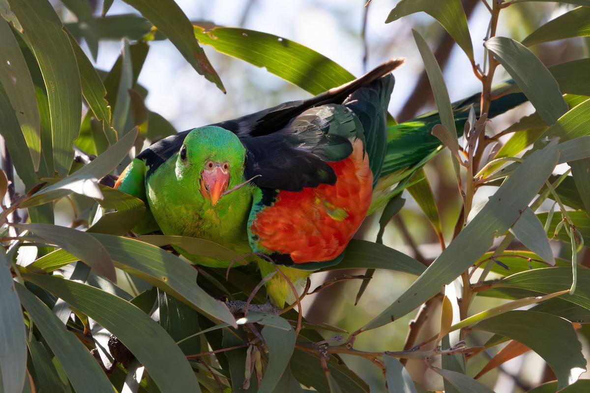 Red-winged Parrot - ML644023516