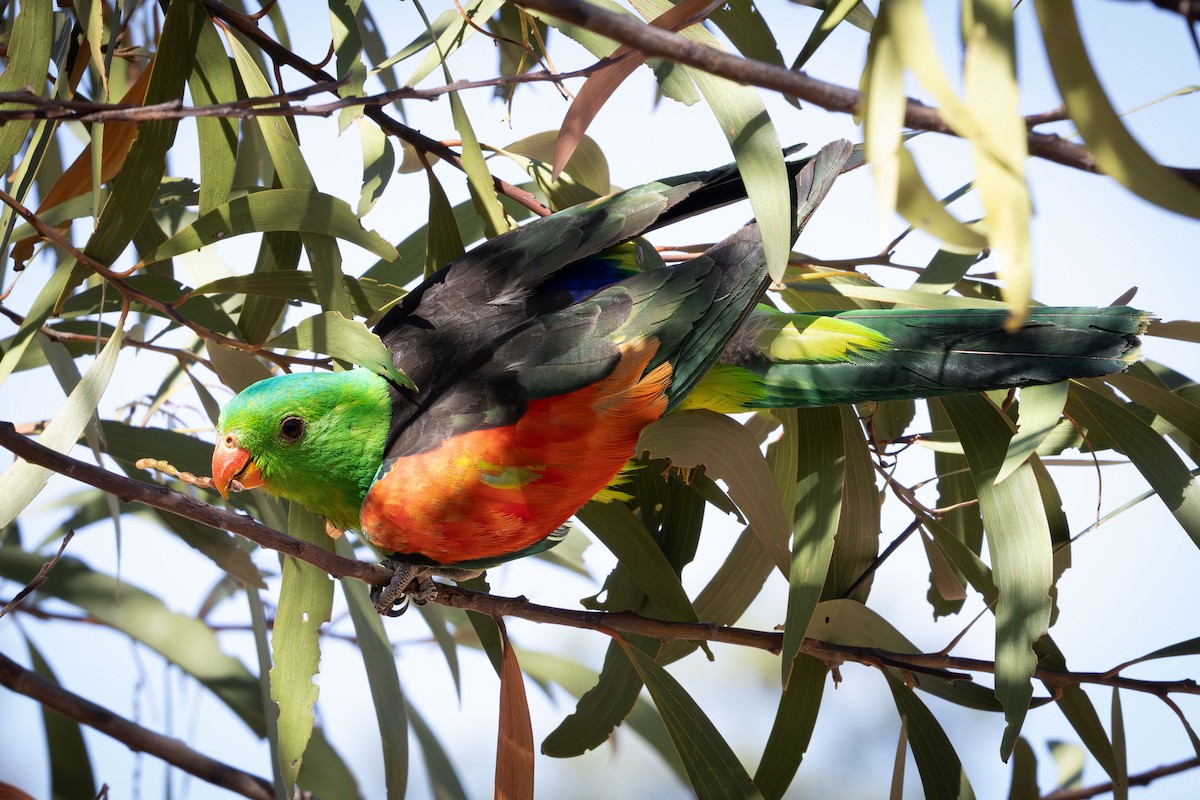 Red-winged Parrot - ML644023517