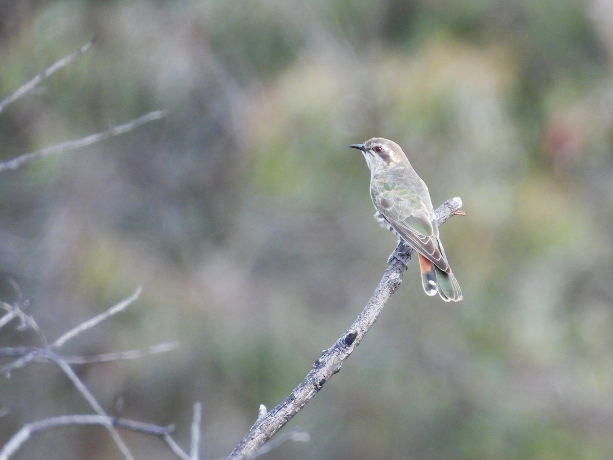 Horsfield's Bronze-Cuckoo - ML644023543