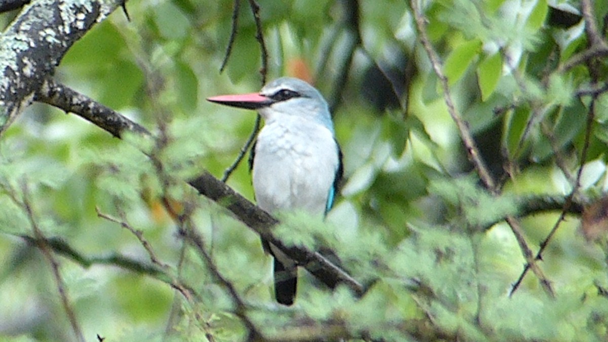 Woodland Kingfisher - ML644023546