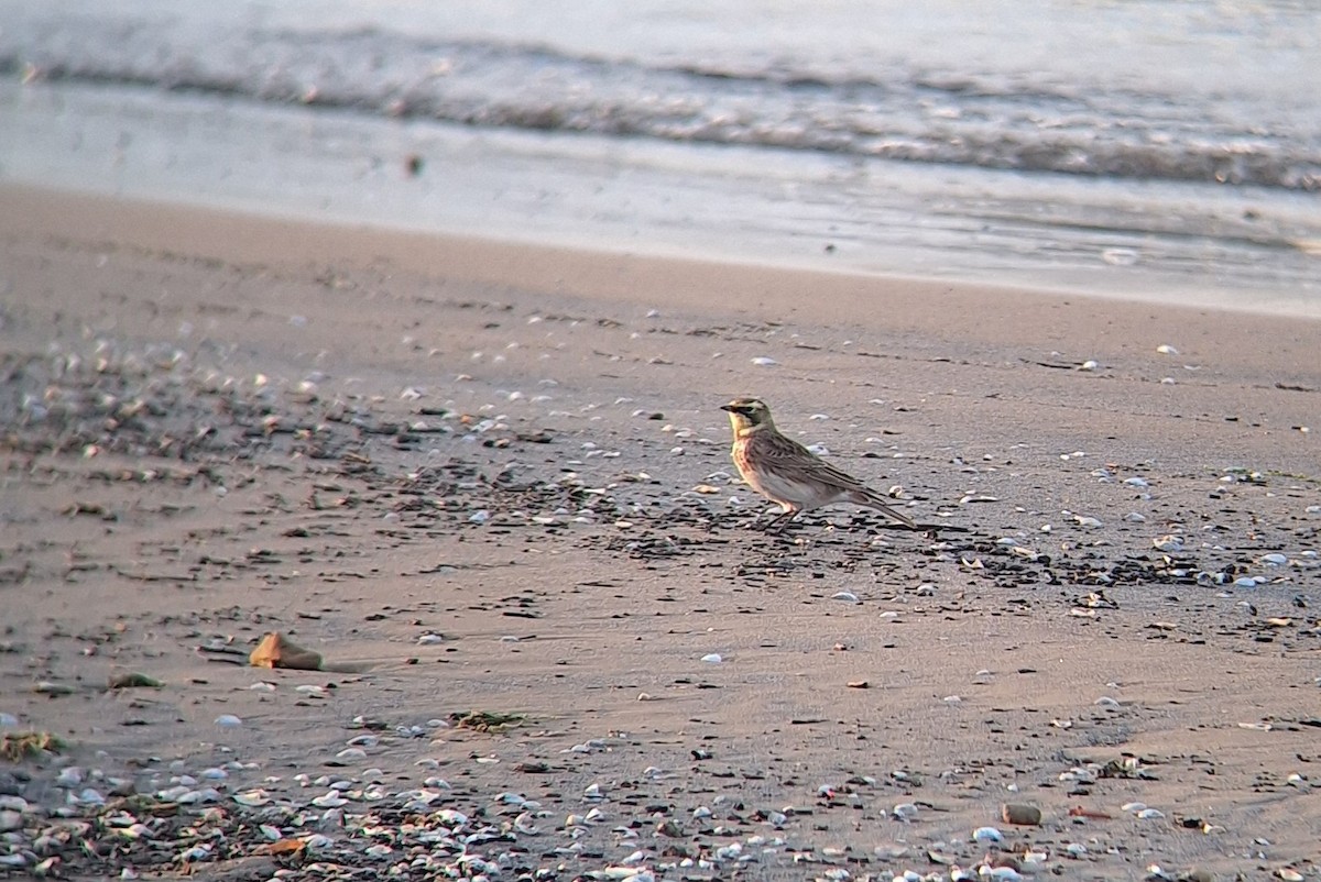 Horned Lark - ML644023552