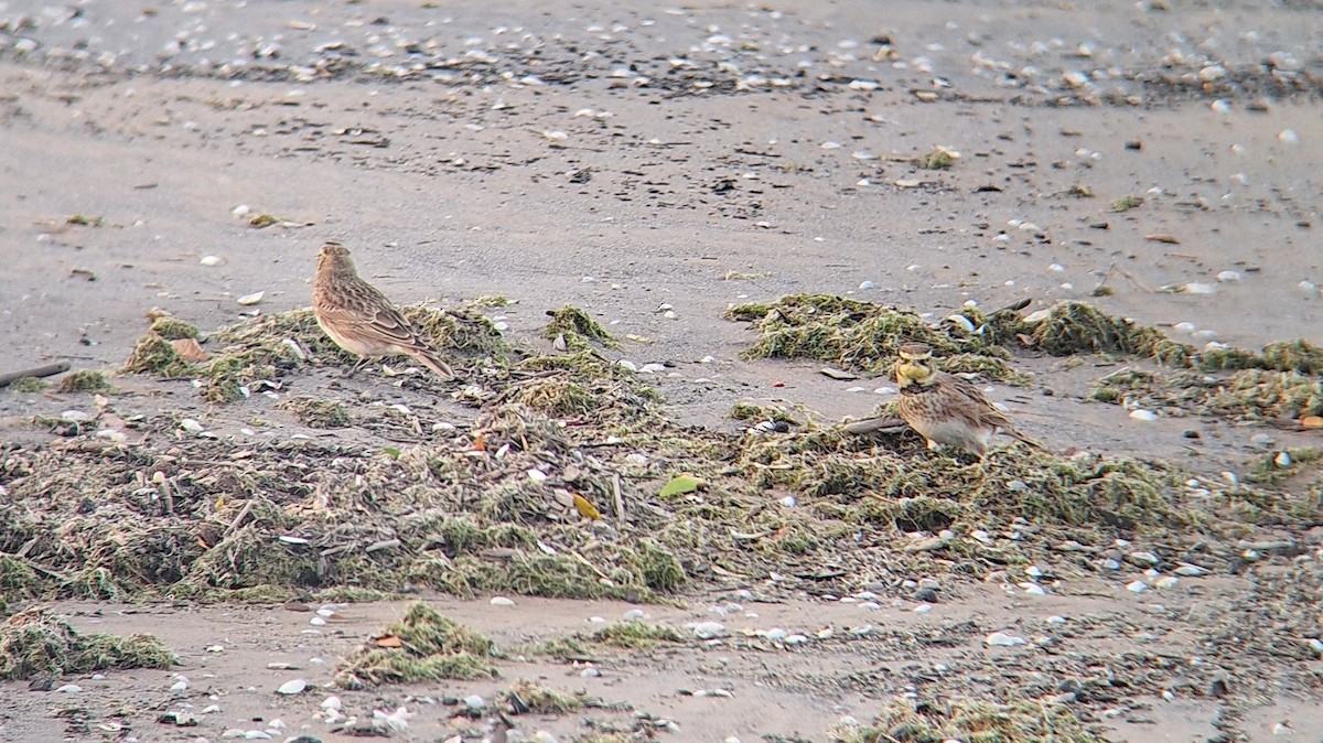 Horned Lark - ML644023553