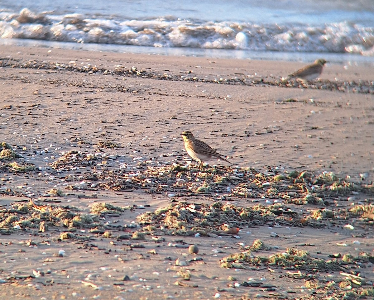 Horned Lark - ML644023554