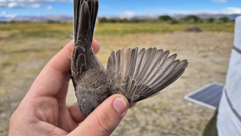 møller (curruca/blythi/halimodendri) - ML644023563