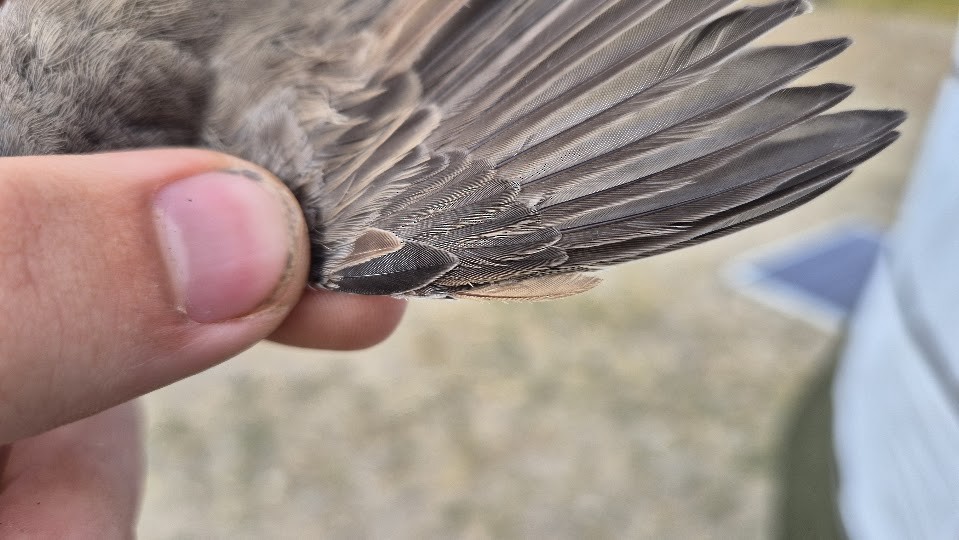 møller (curruca/blythi/halimodendri) - ML644023564