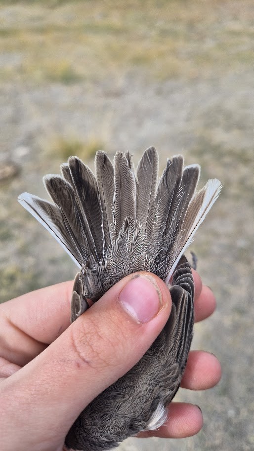 møller (curruca/blythi/halimodendri) - ML644023566