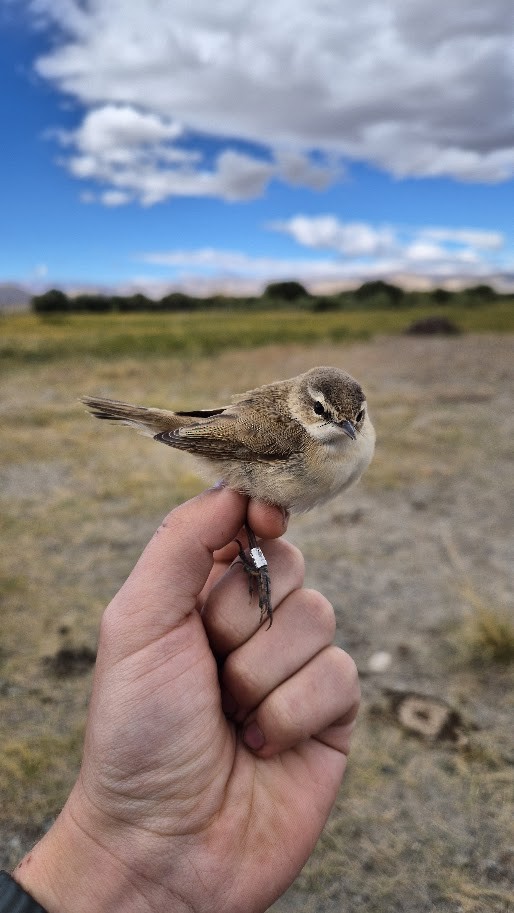 Хээрийн охил бялзуухай - ML644023567