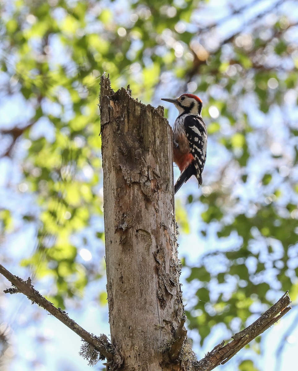 White-backed Woodpecker - ML644023577