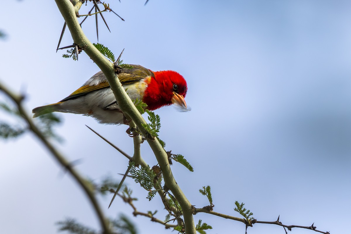 Red-headed Weaver - ML644023579