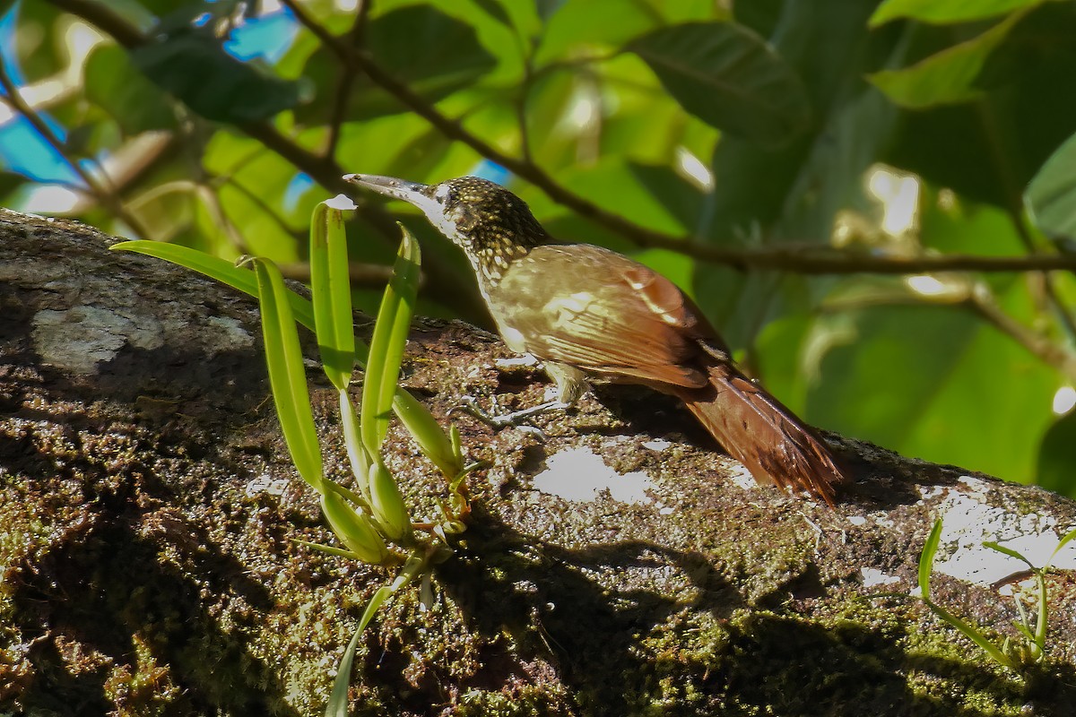 Cocoa Woodcreeper - ML644023585