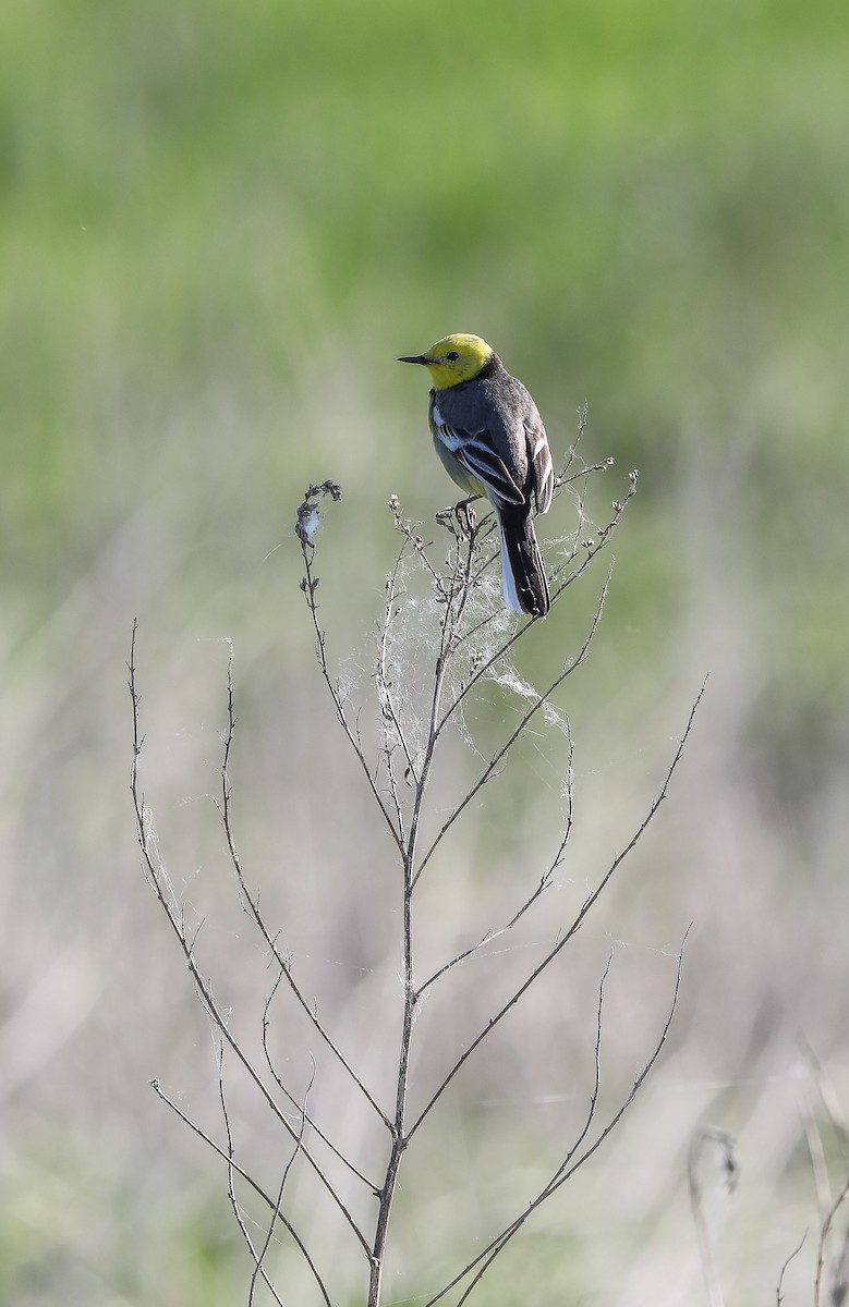 Citrine Wagtail - ML644023594
