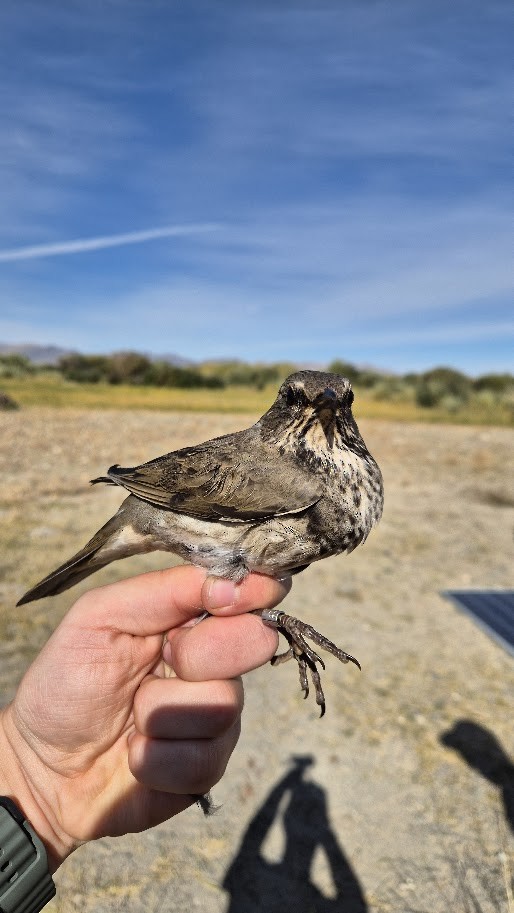 Дрізд чорноволий - ML644023595
