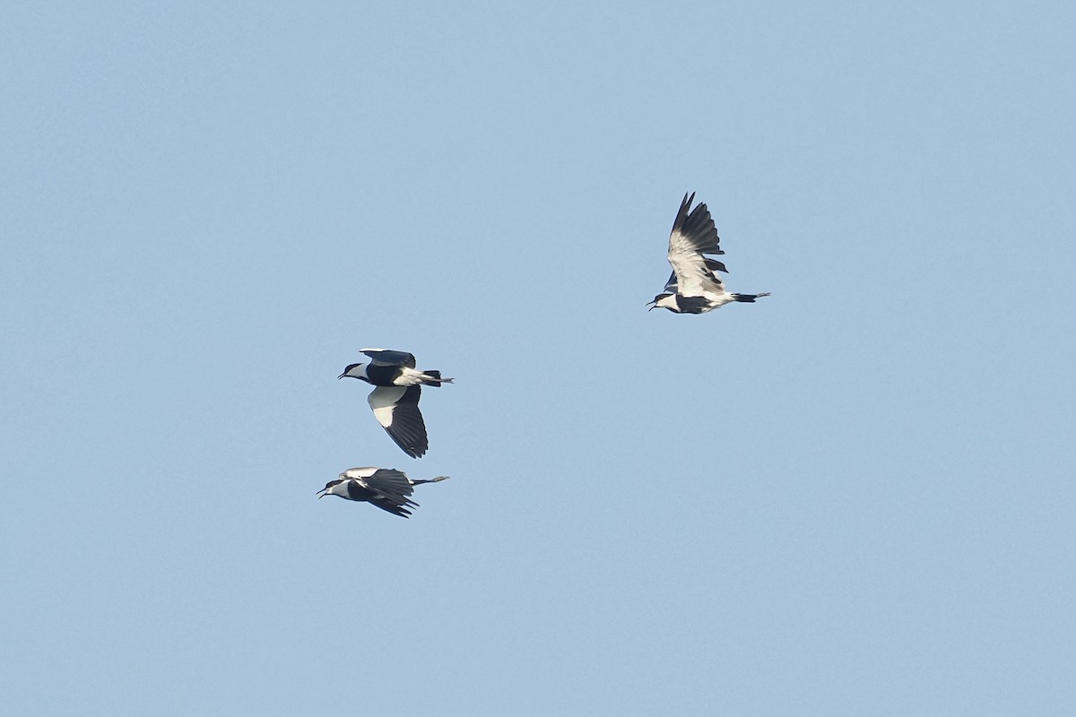 Spur-winged Lapwing - ML644023596