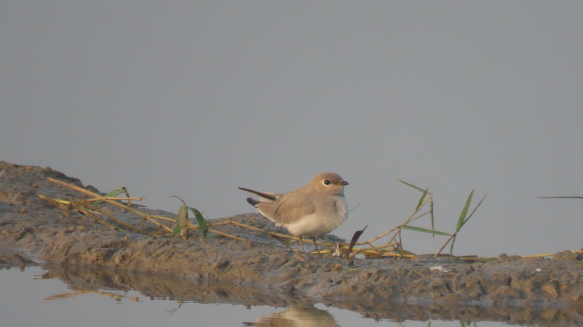 Small Pratincole - ML644023597
