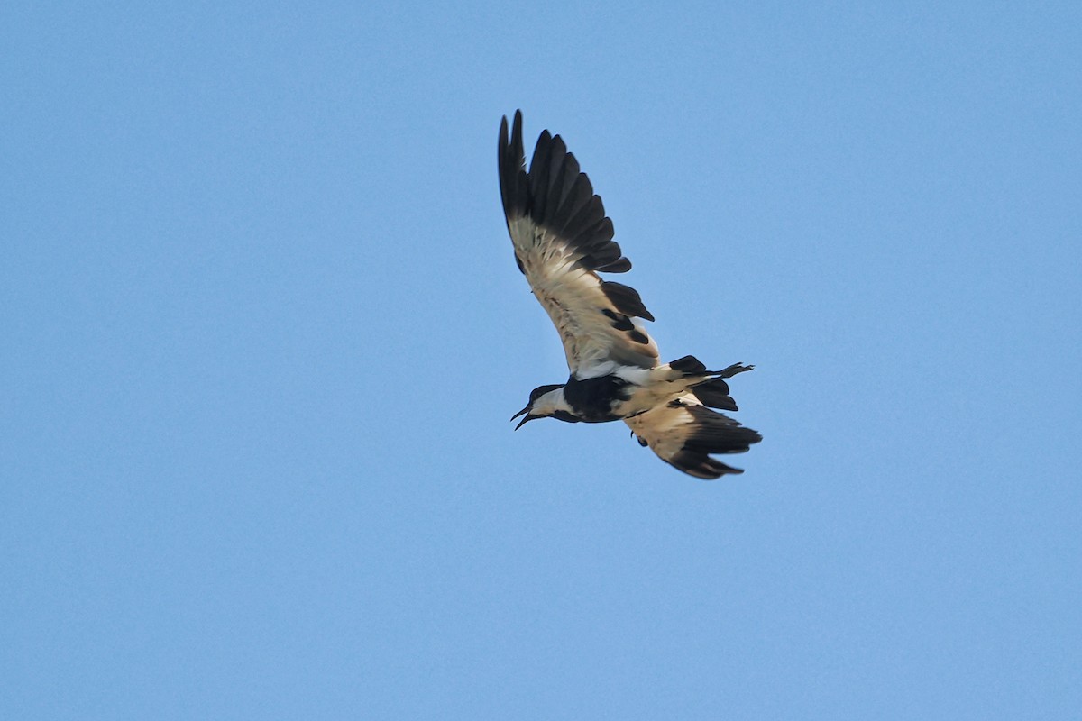 Spur-winged Lapwing - ML644023598