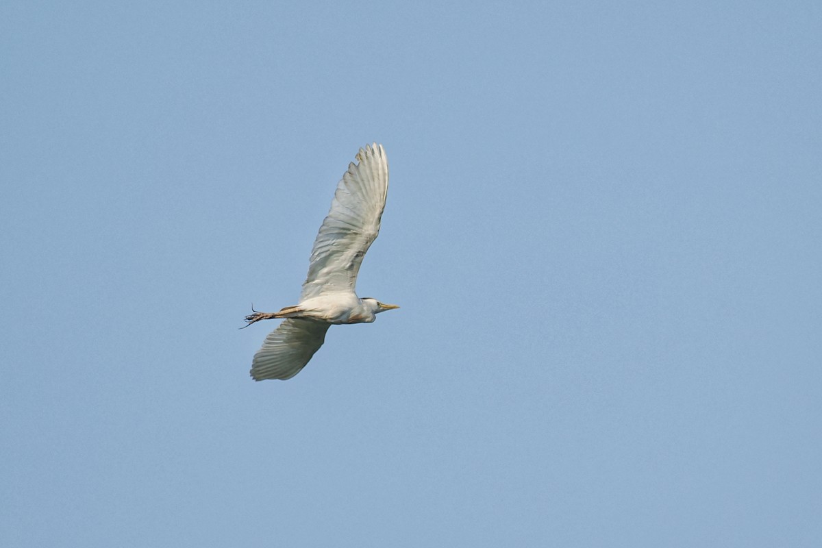 Western Cattle-Egret - ML644023607