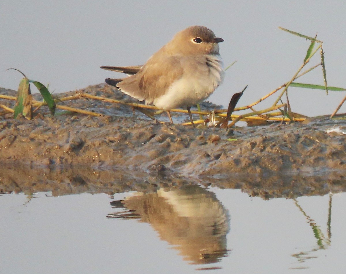 Small Pratincole - ML644023632