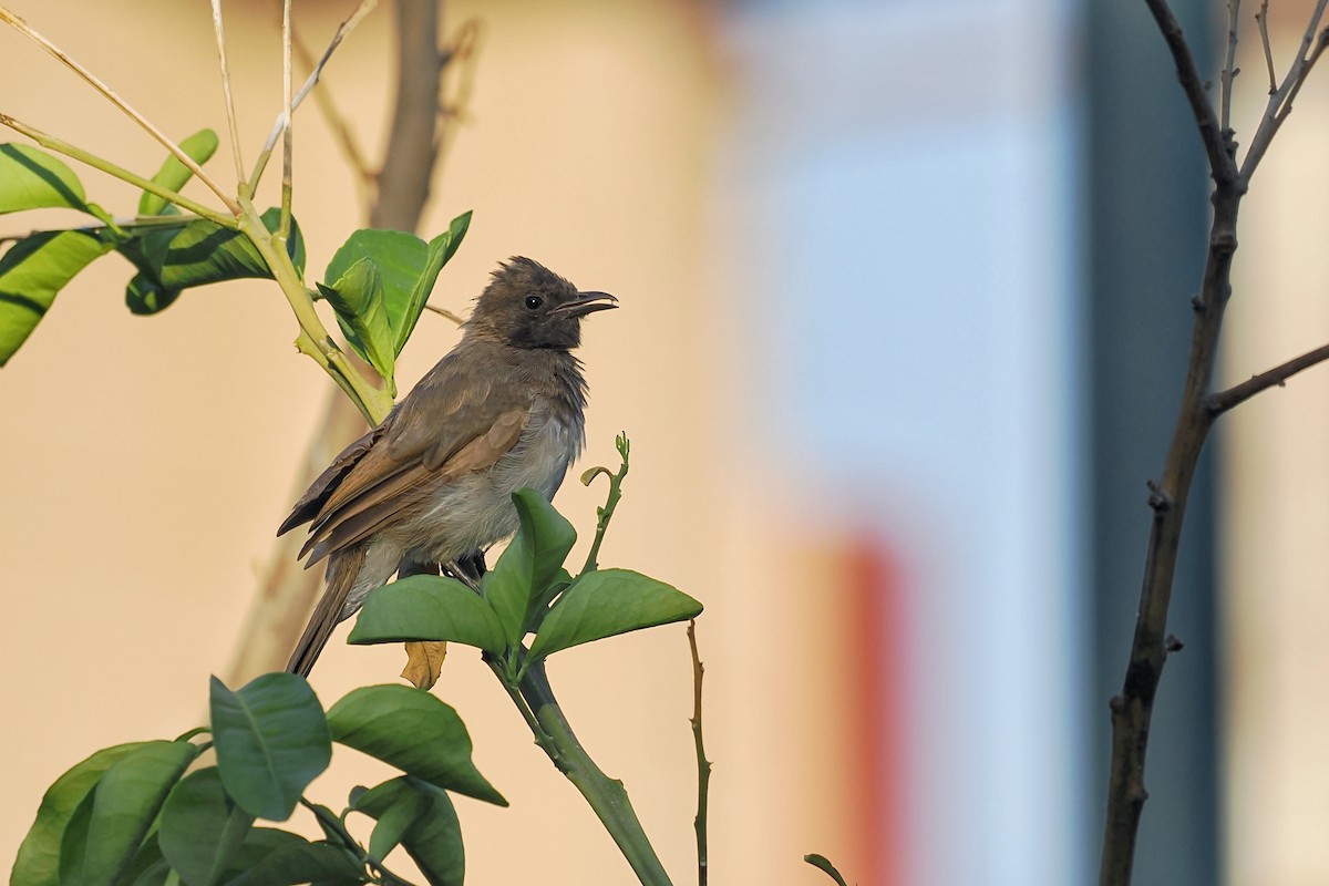 Common Bulbul (Common) - ML644023633