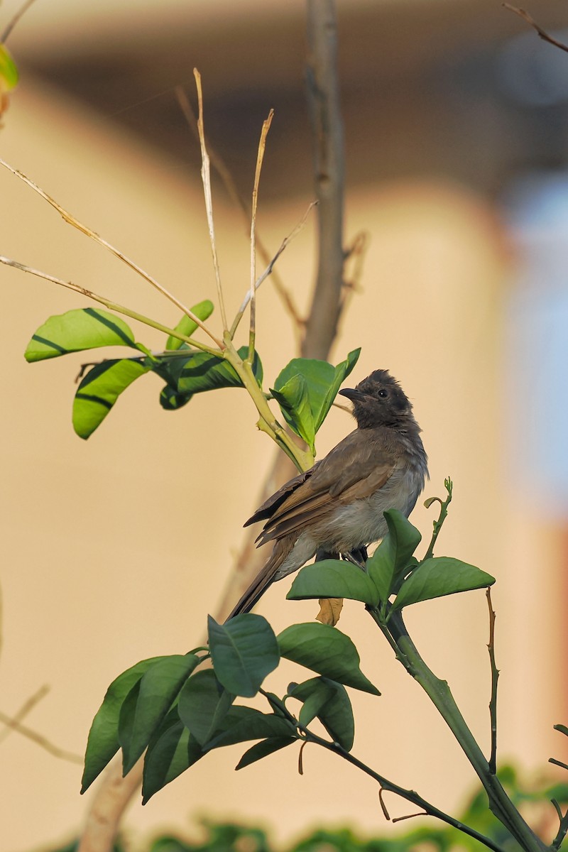 Common Bulbul (Common) - ML644023634