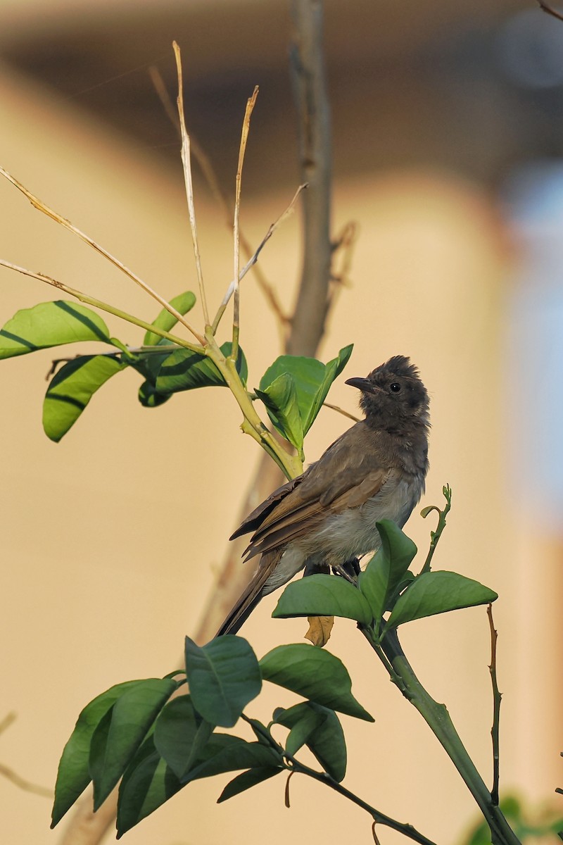 Common Bulbul (Common) - ML644023635