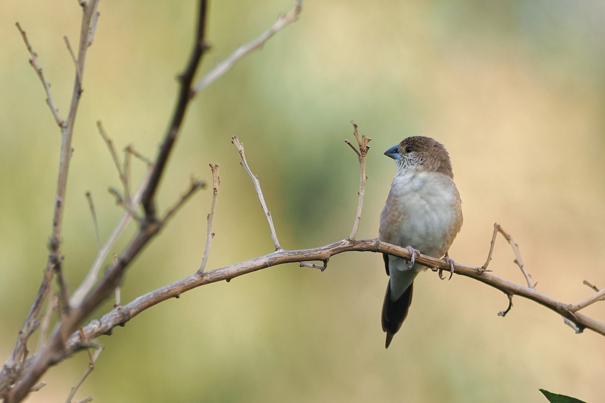 Indian Silverbill - ML644023639