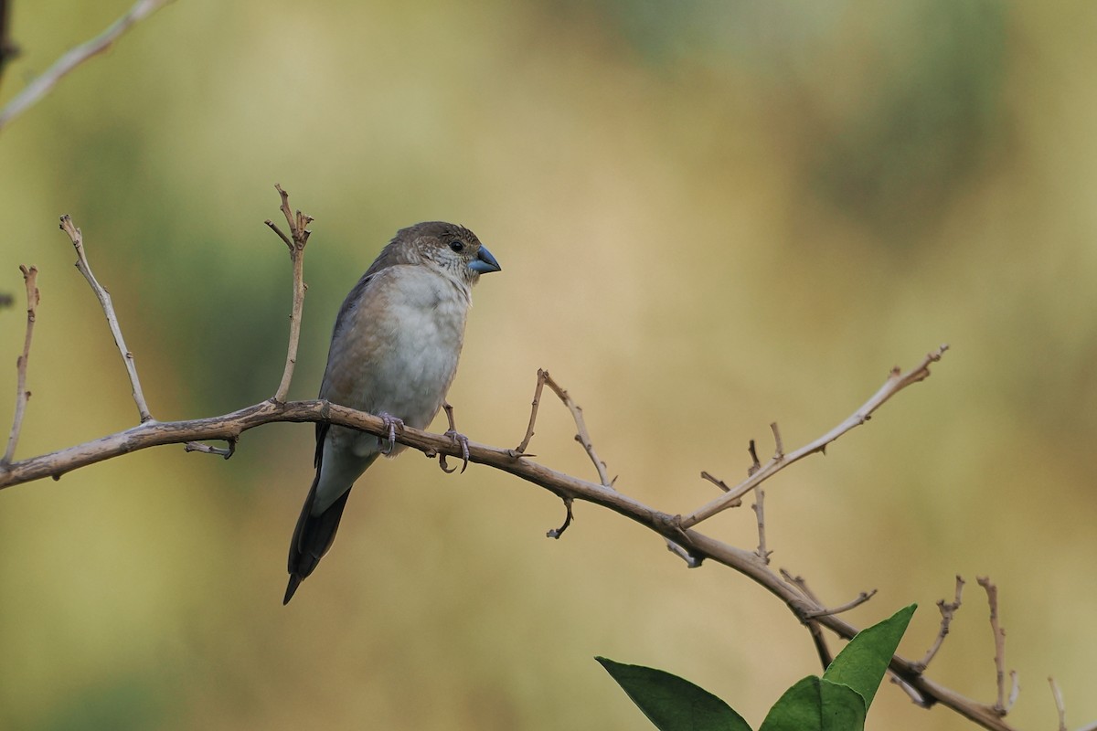 Indian Silverbill - ML644023640
