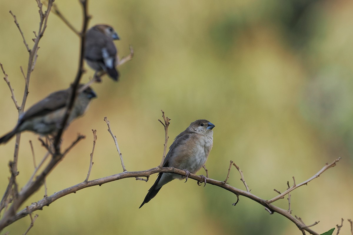 Indian Silverbill - ML644023641