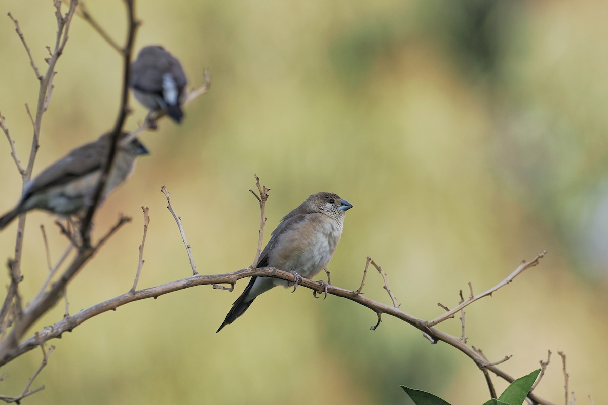 Indian Silverbill - ML644023642