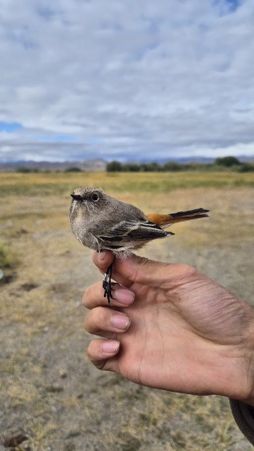 Улбар гал сүүлт - ML644023648