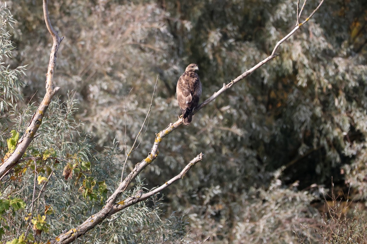 Common Buzzard - ML644023649