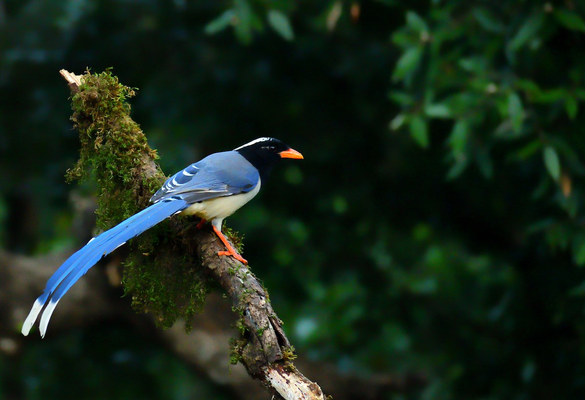 Red-billed Blue-Magpie - ML644023653