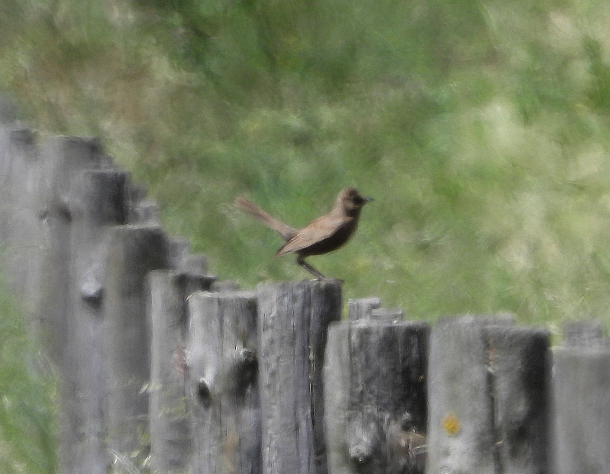 Brown Songlark - ML644023671