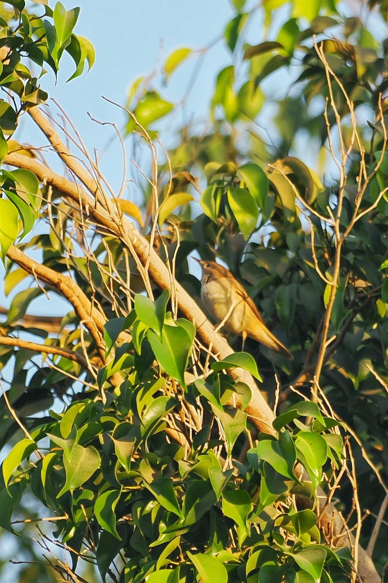 Eastern Olivaceous Warbler - ML644023677