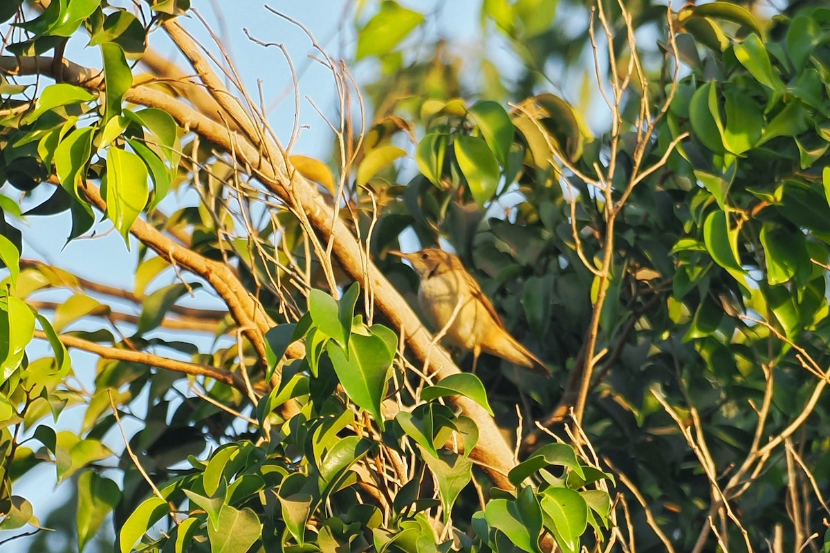 Eastern Olivaceous Warbler - ML644023678