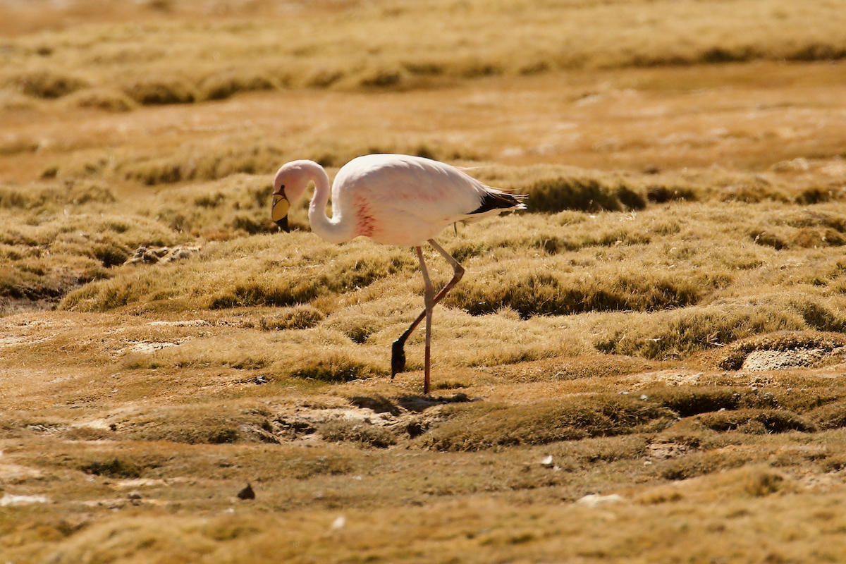 James's Flamingo - ML644023684