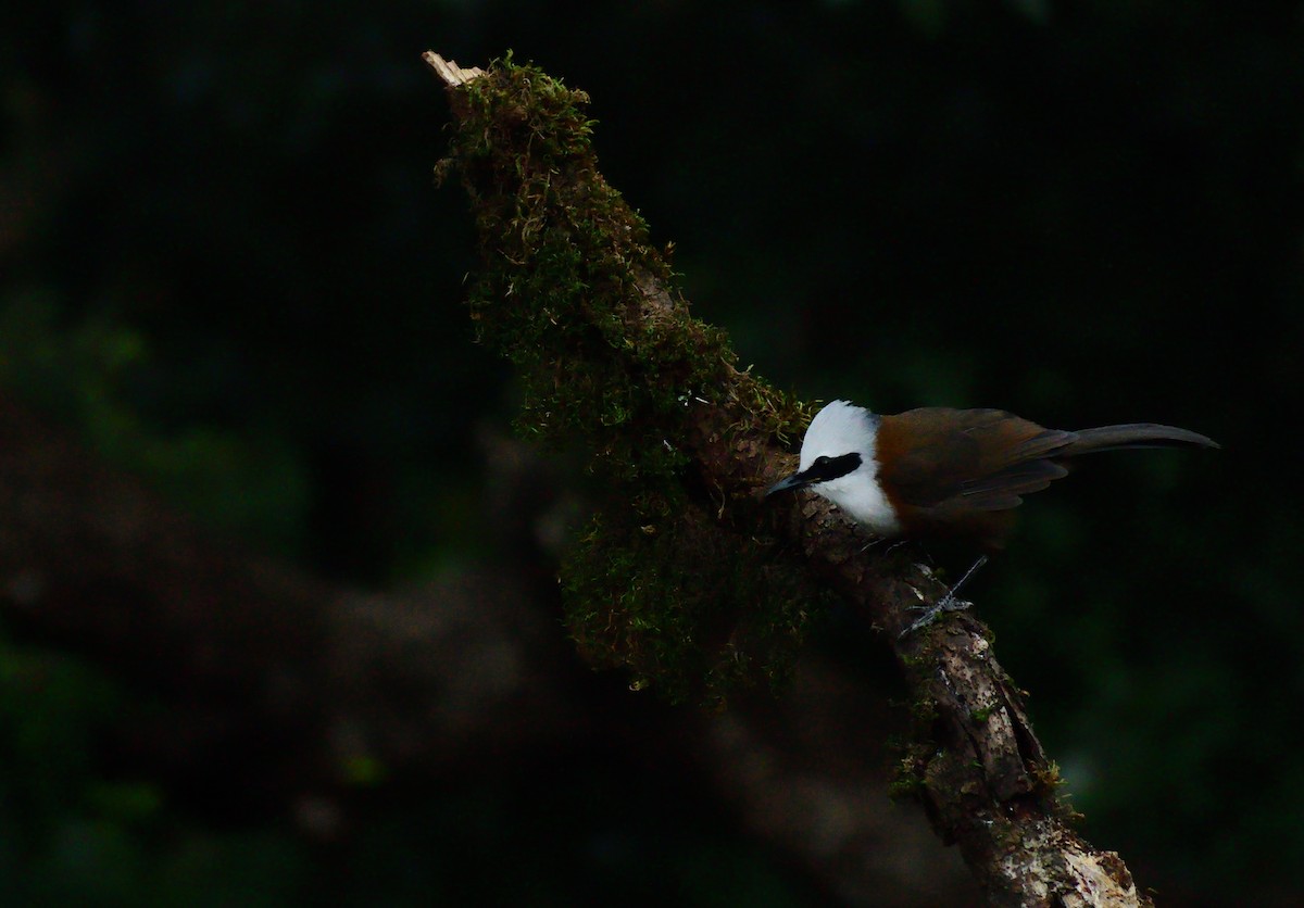 White-crested Laughingthrush - ML644023686