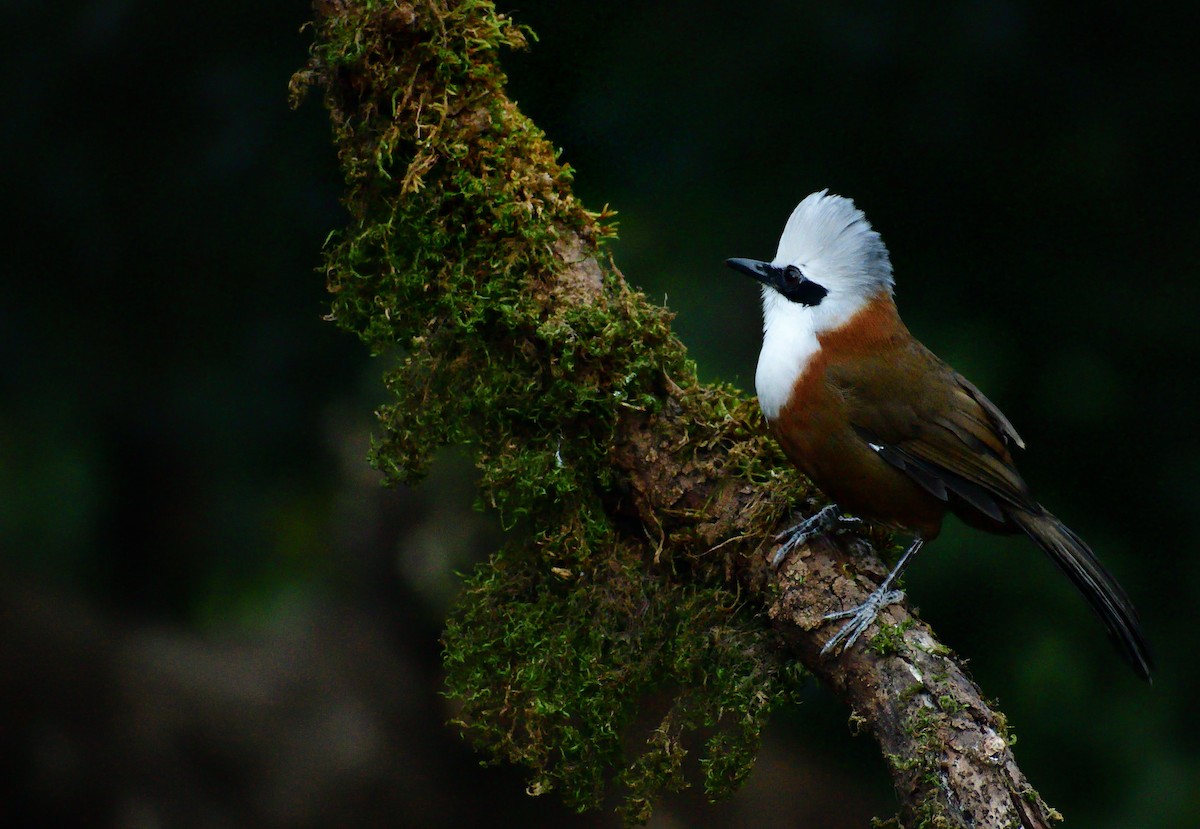 White-crested Laughingthrush - ML644023687
