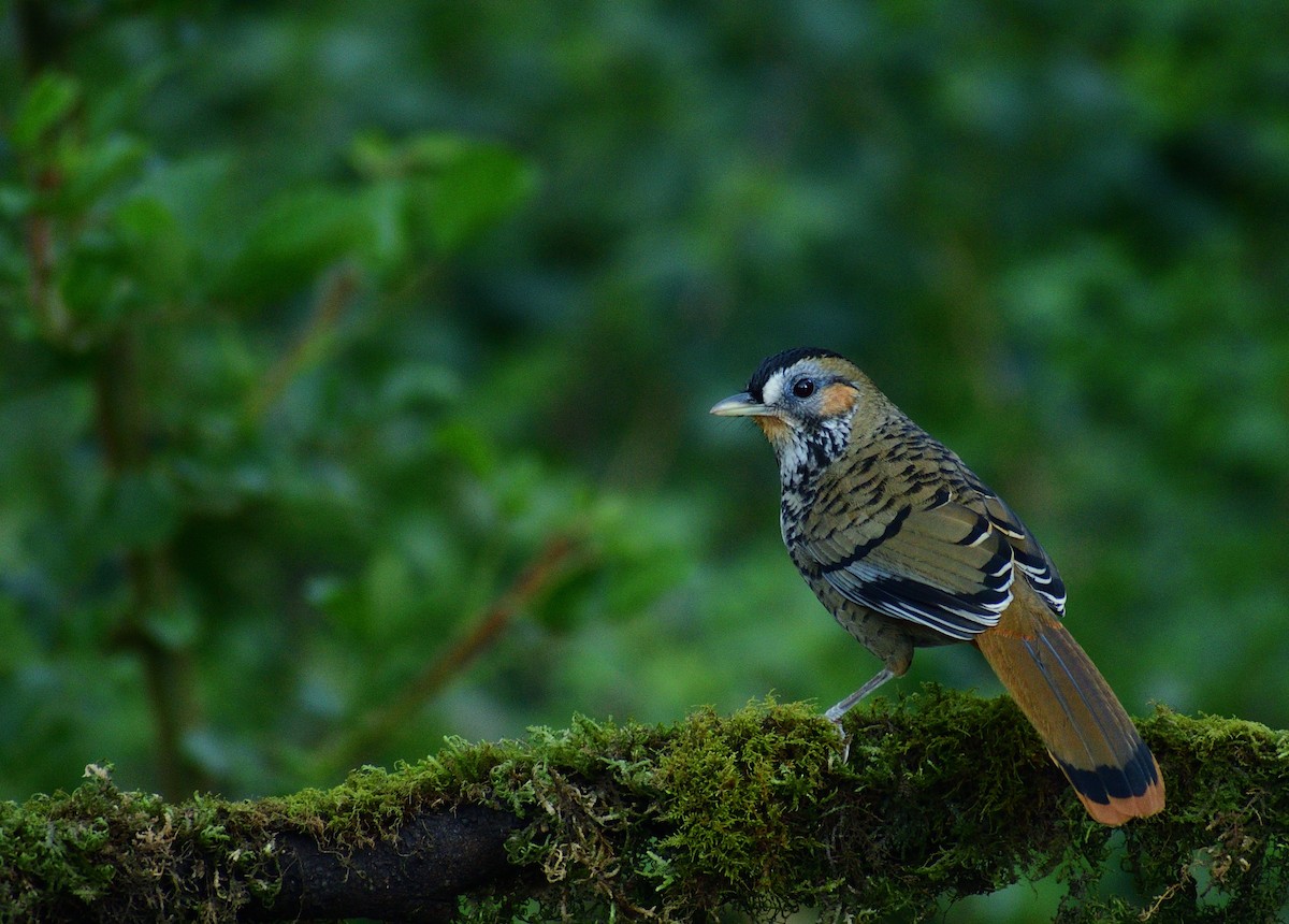 Rufous-chinned Laughingthrush - ML644023690