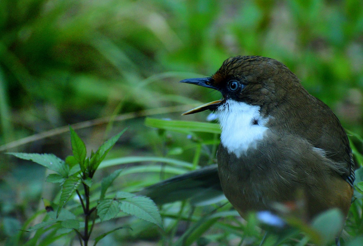 White-throated Laughingthrush - ML644023691