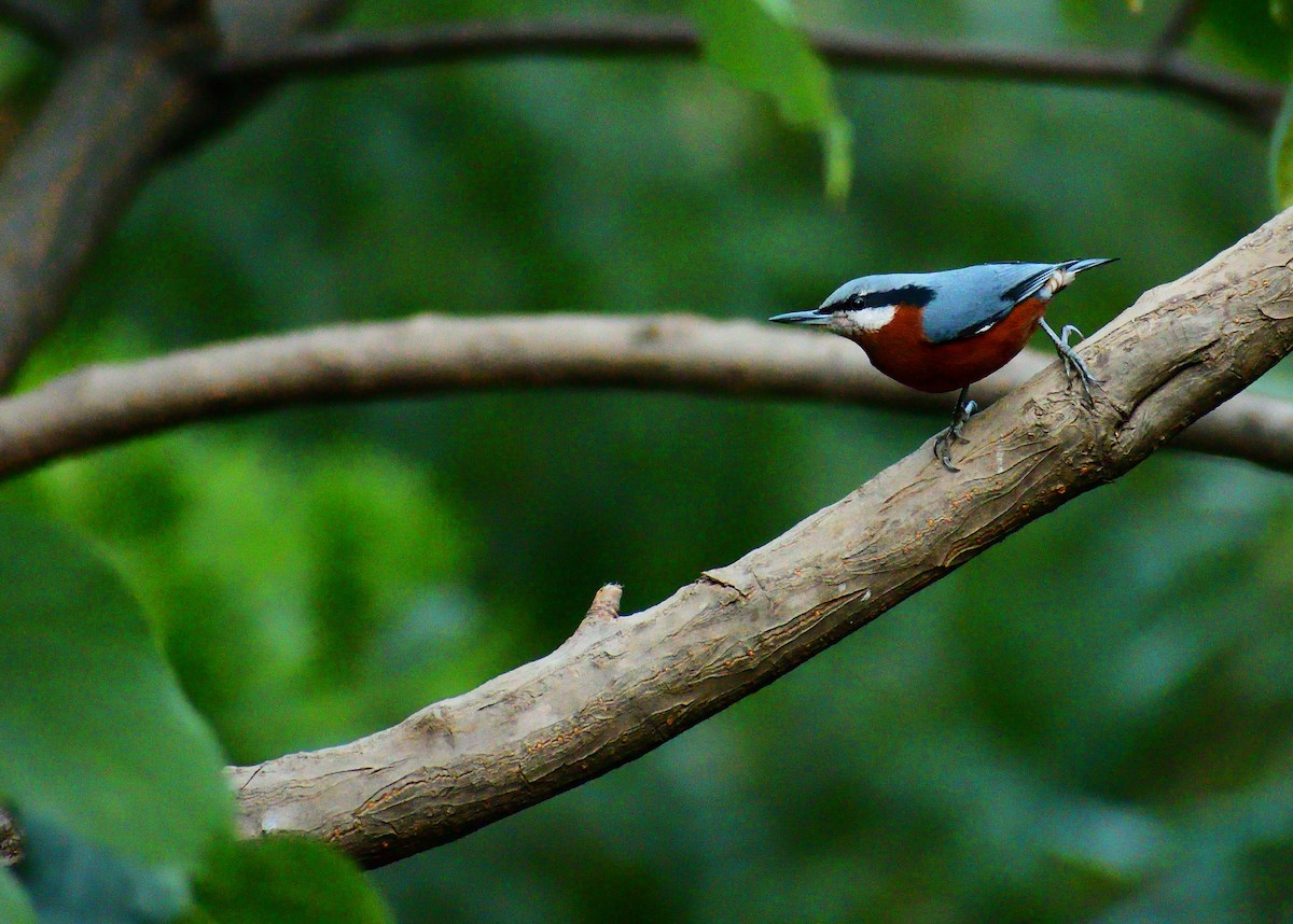 Chestnut-bellied Nuthatch - ML644023692