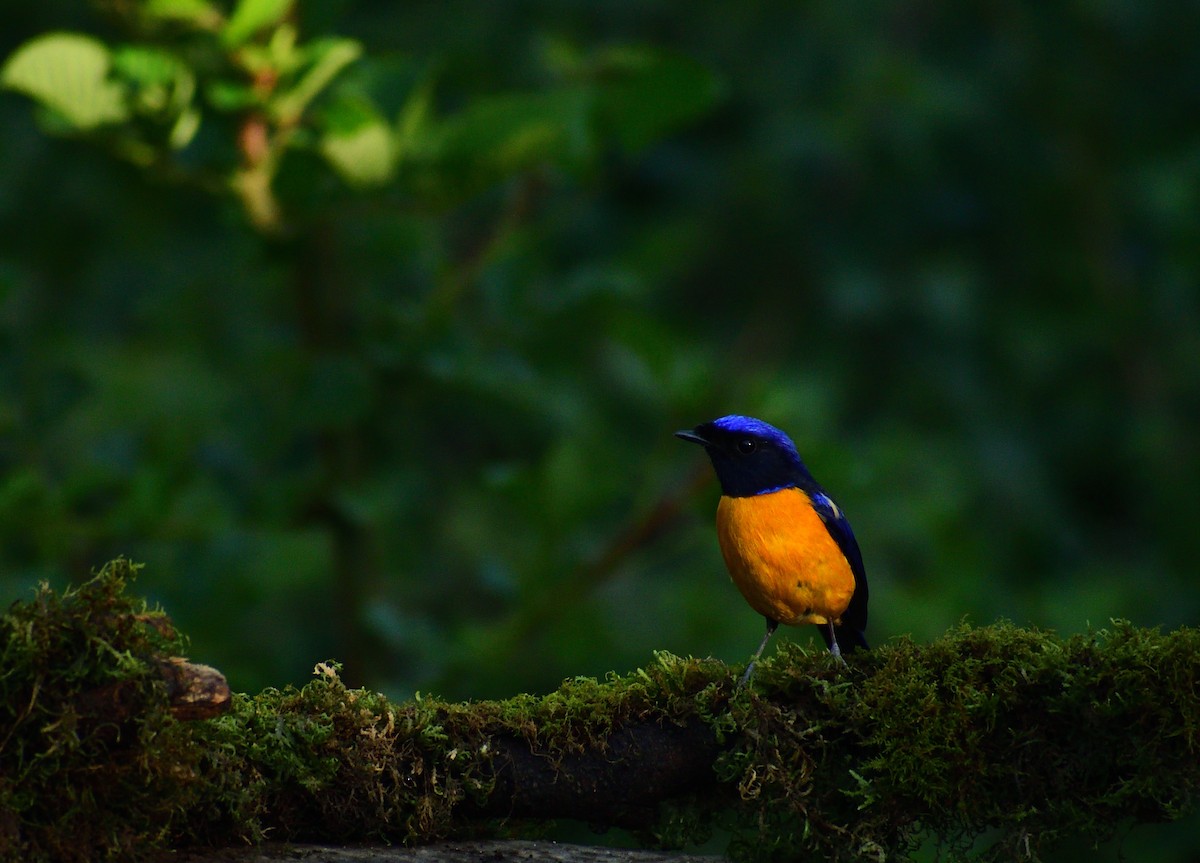 Rufous-bellied Niltava - ML644023695