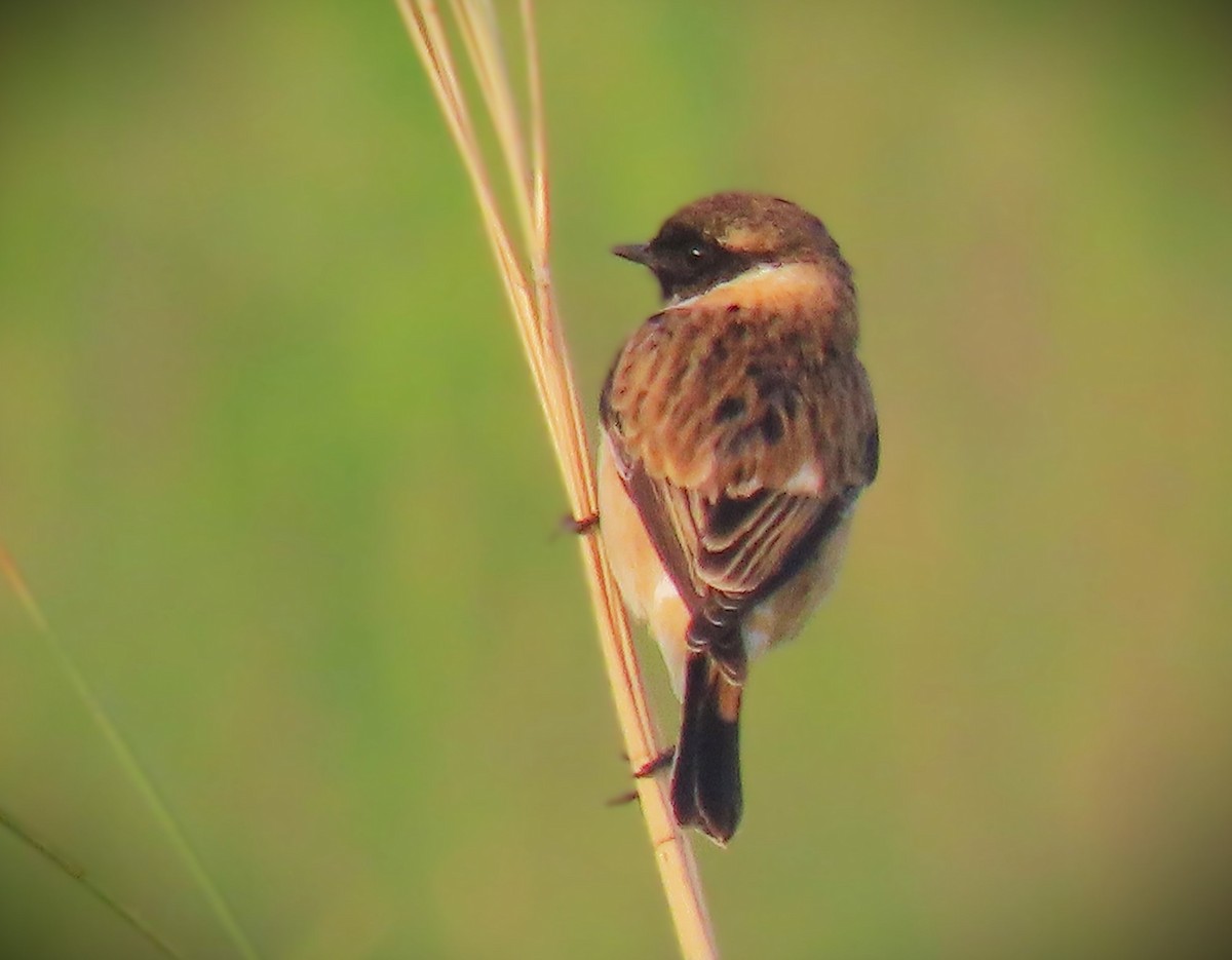 Siberian Stonechat - ML644023697