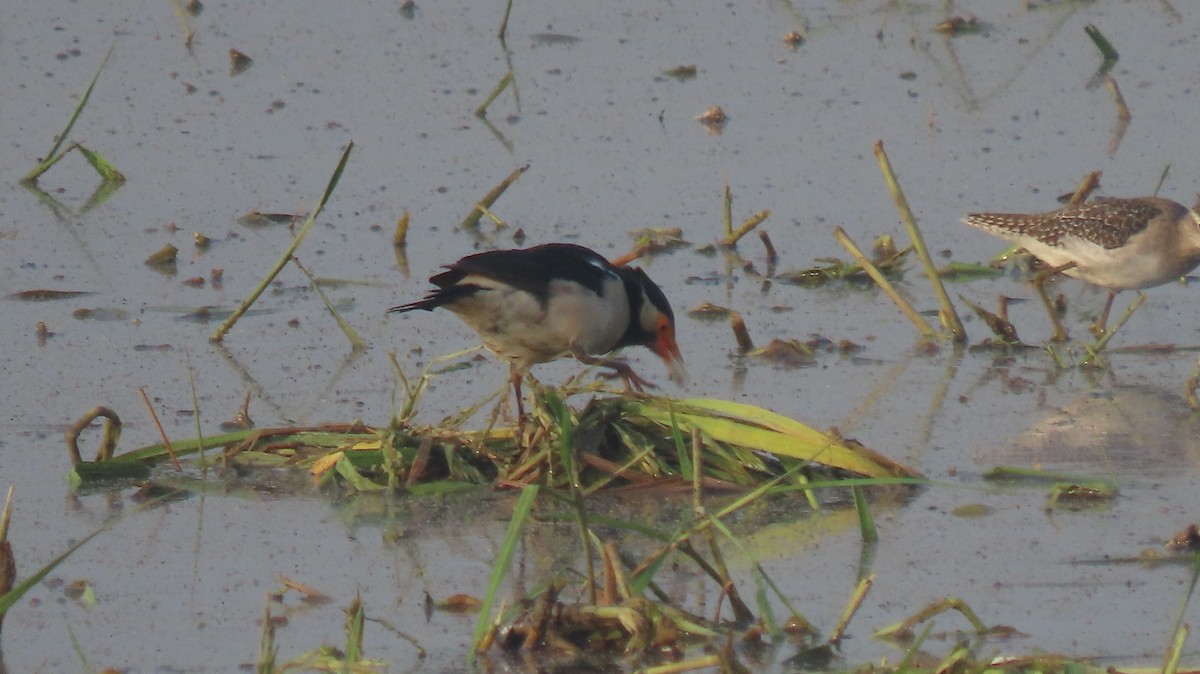印度鵲椋鳥 - ML644023708
